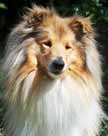 Photo de la Colley Beaut Divine qui a t utilise pour cette composition en tableau animalier des trois colleys runis.